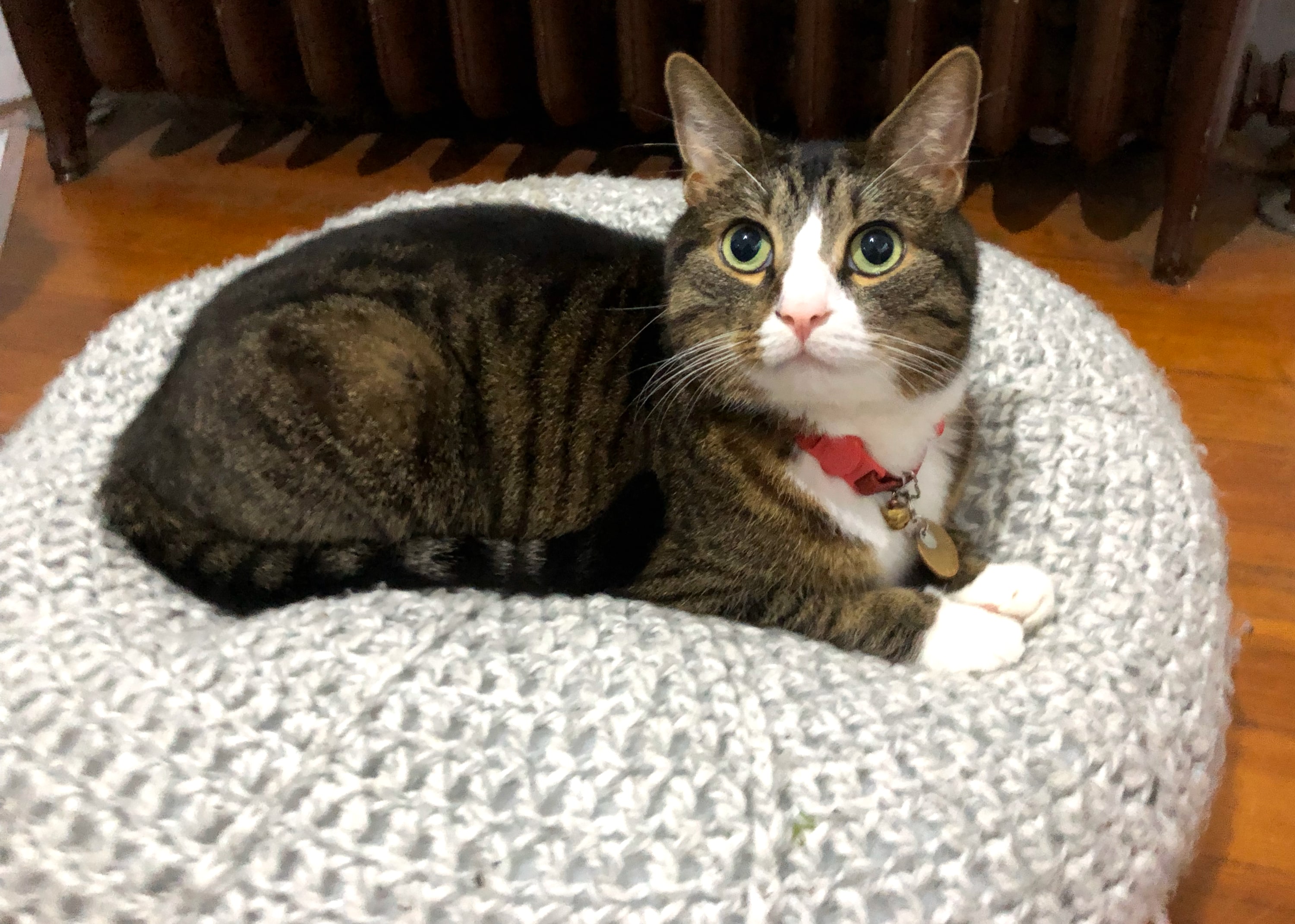 A cute stripey cat with white paws, a pink nose, and a red collar. He's staring up at the camera white sitting on top of a small knit ball.